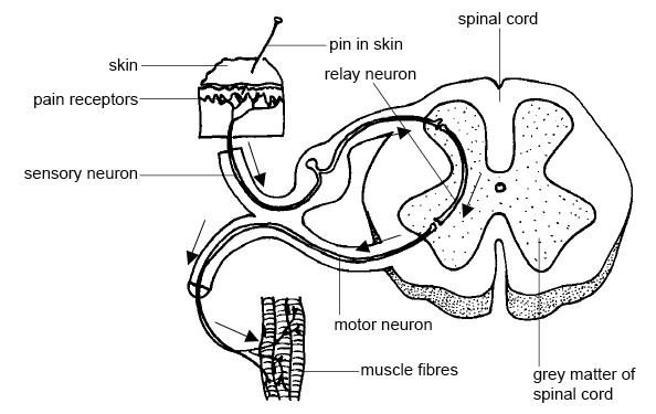 Neuronas sensoriales en acción