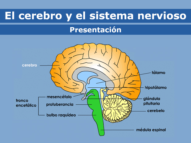 Diagrama del cerebro y neuronas