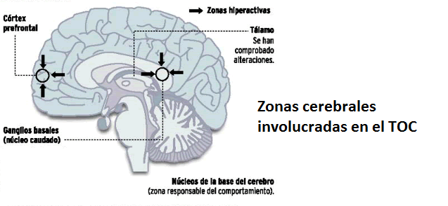 Funcionamiento cerebral y trastornos