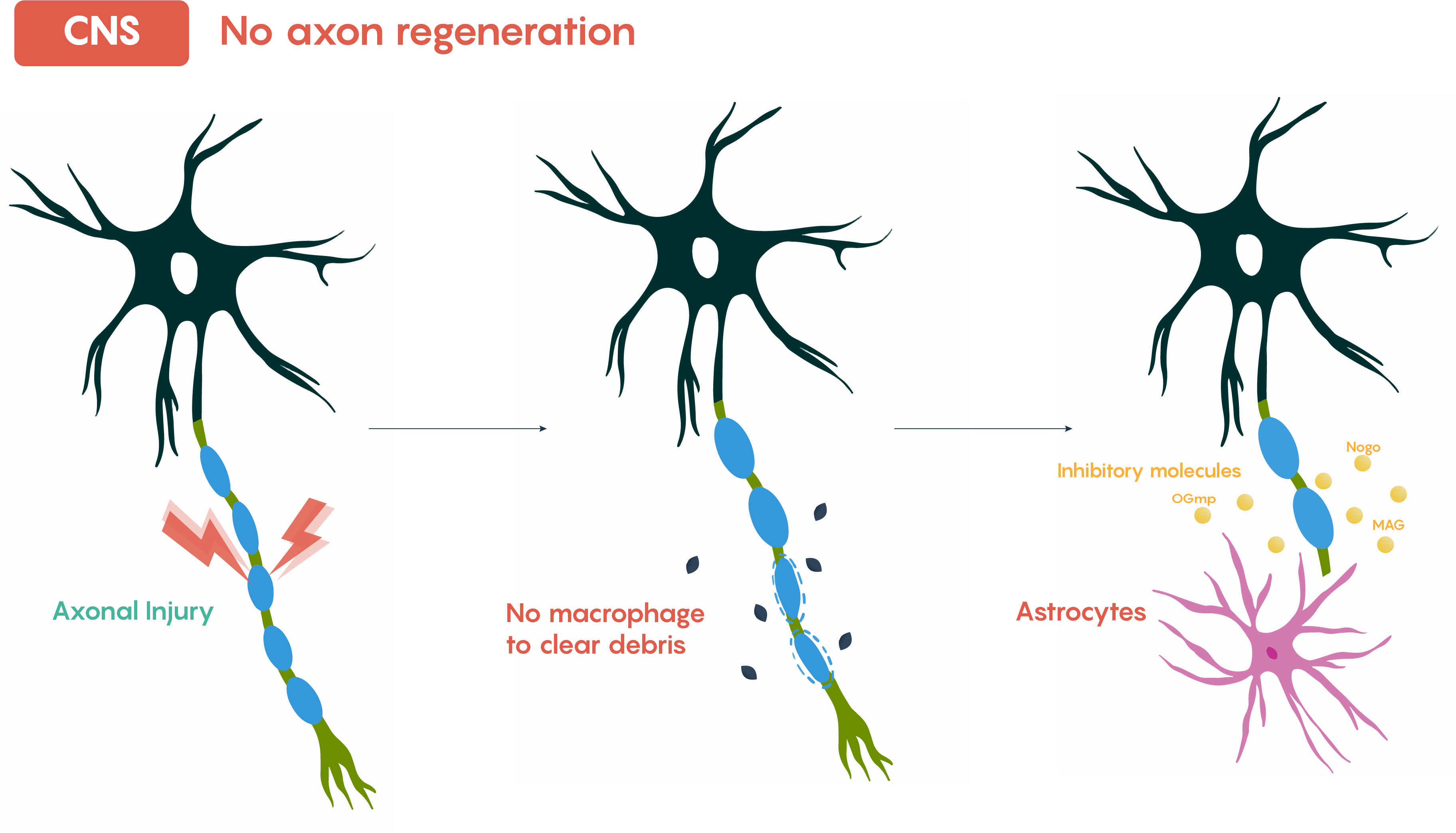 Diferencias de regeneración neuronal