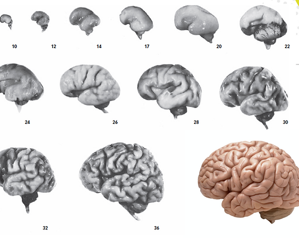 Cerebro en desarrollo