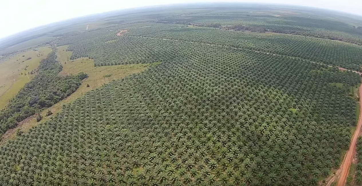 Monocultivos y biodiversidad