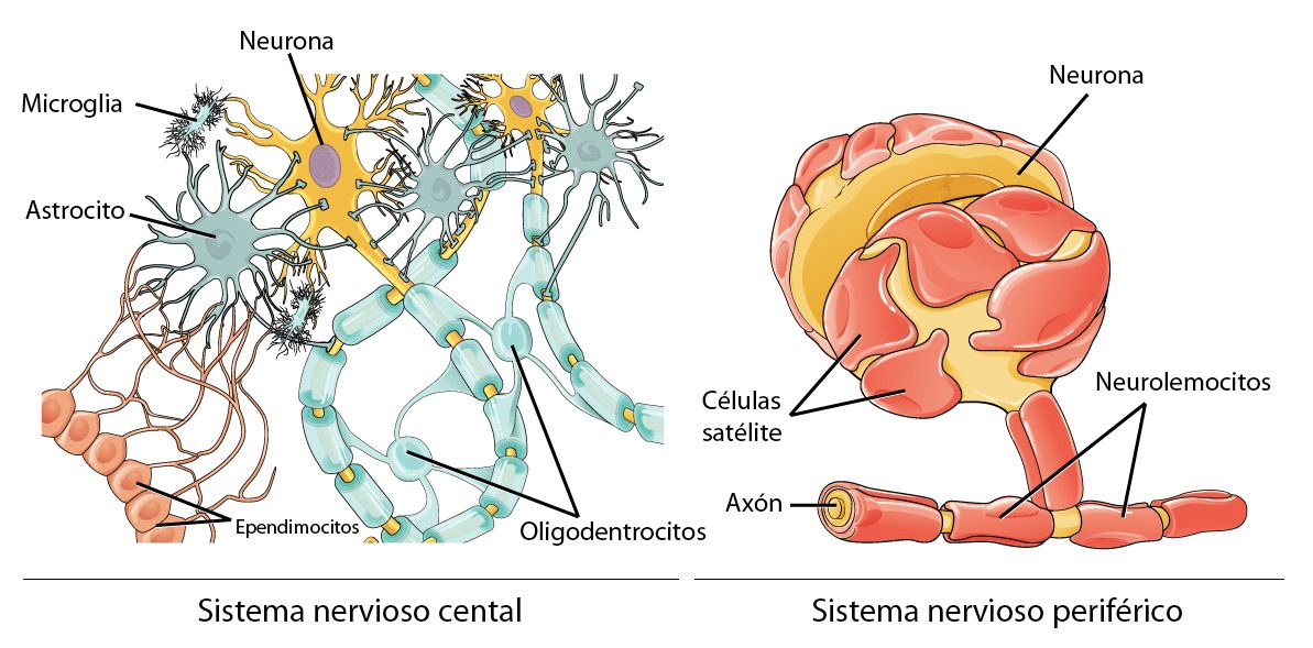 Células de glía en acción