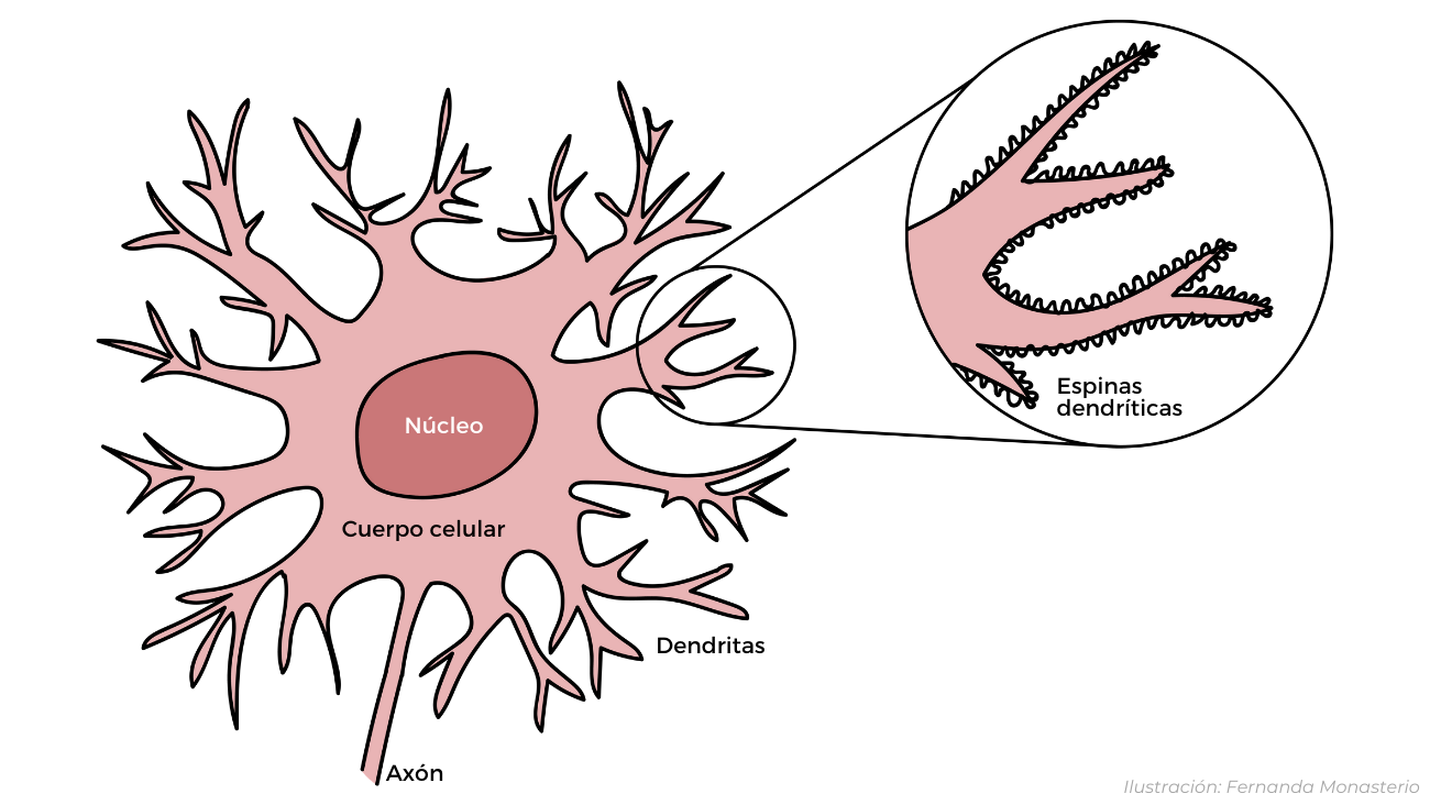 Neuronas y espinas dendríticas