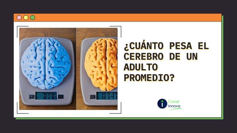 Cerebro y factores de peso