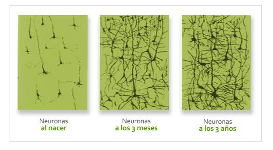 Neuronas en desarrollo