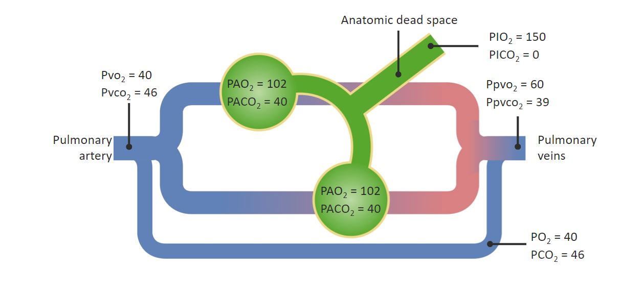 Diagrama de intercambio de gases