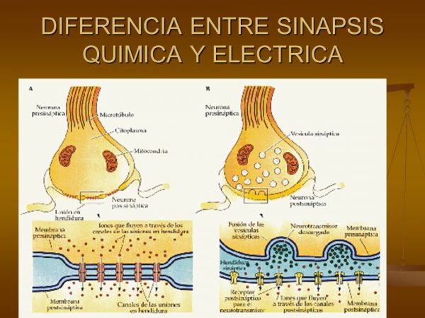 Comparación sináptica eléctrica/química