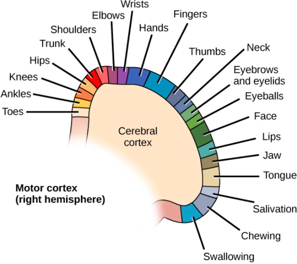 Terapias disponibles para neuronas motoras inferiores