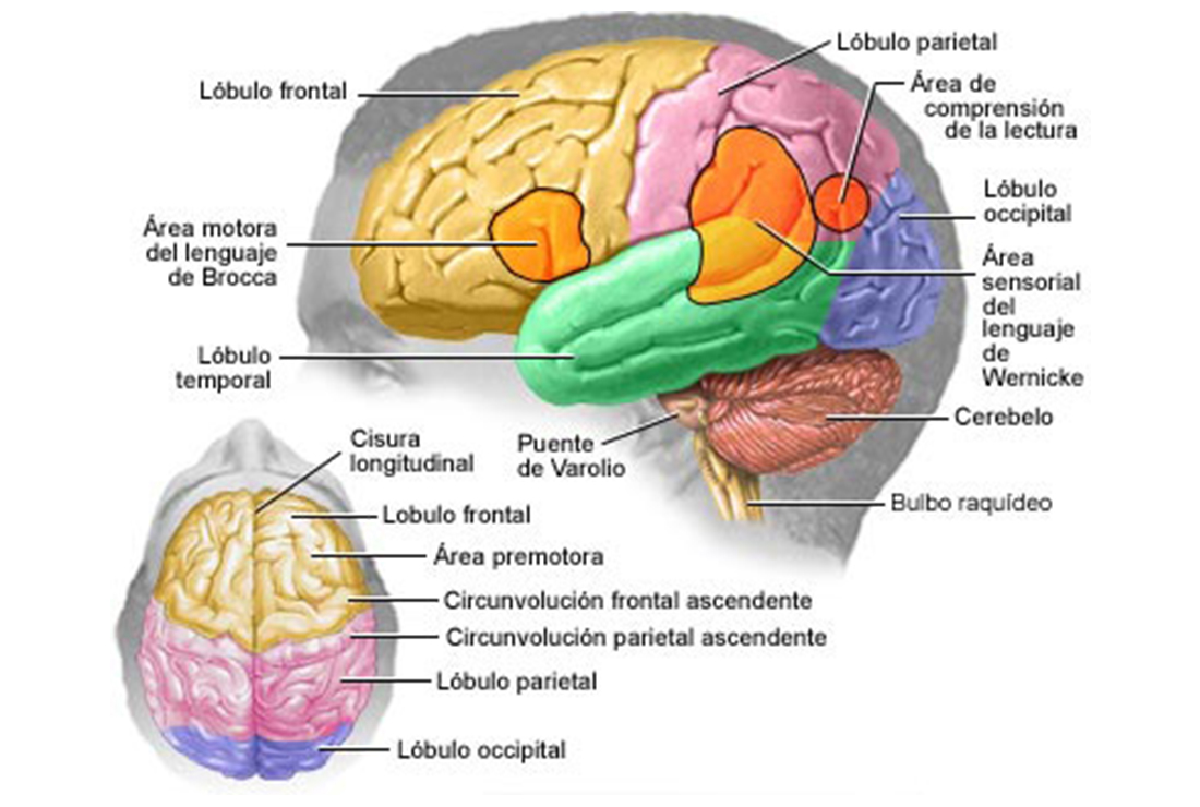 Imagen del cerebro humano