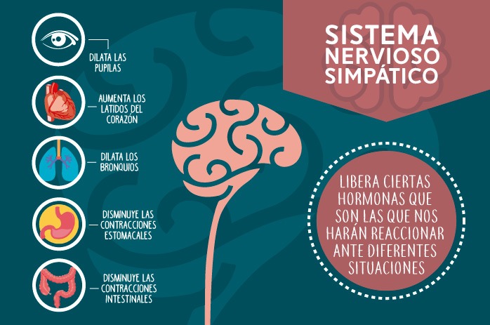 Estrés y sistema nervioso