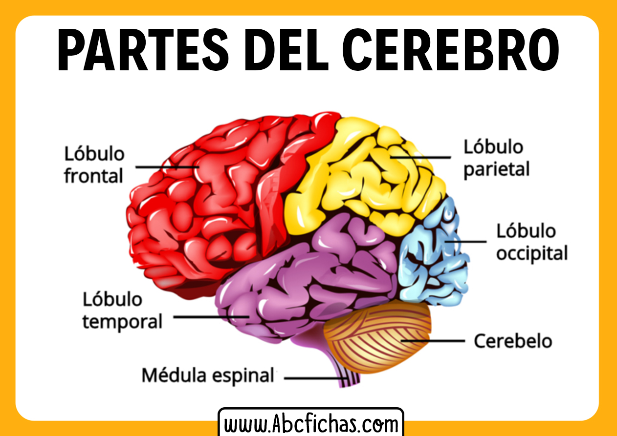 Estructura del cerebro