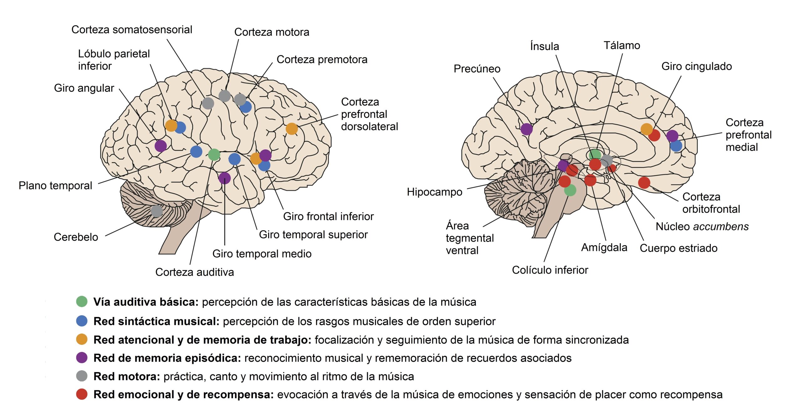 Daños cerebrales potenciales