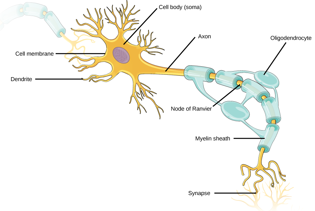 Células gliales y neuronas