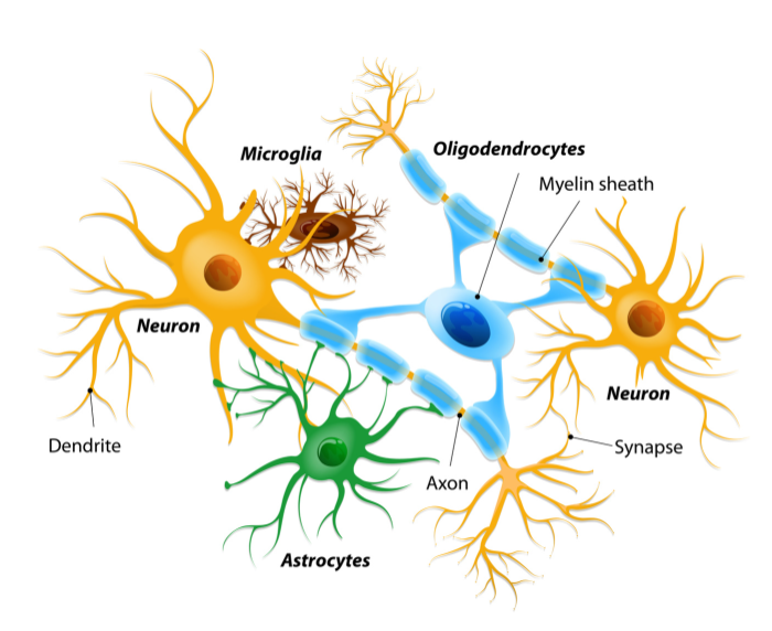 Neuronas estrelladas saludables y prevención