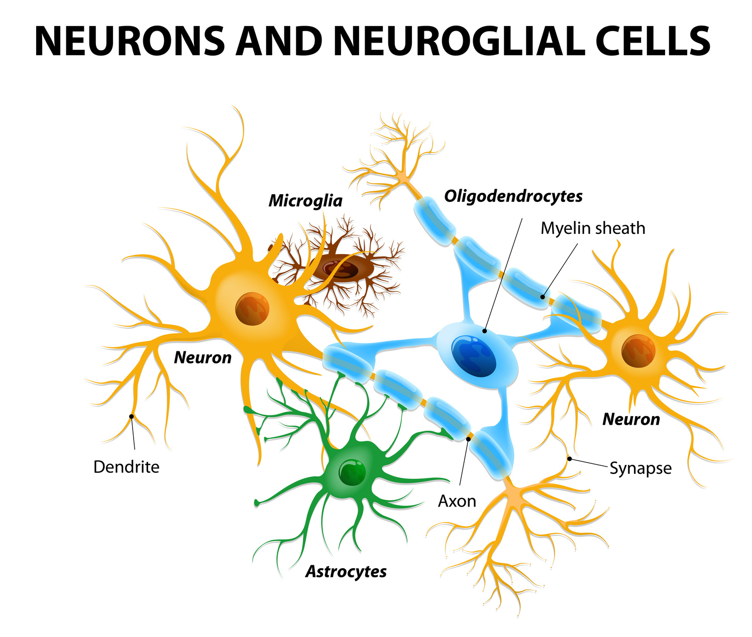 Células gliales en ubicación neuronal