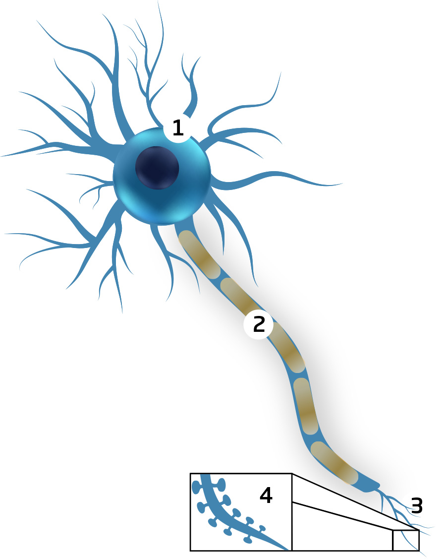 Crecimiento de neuronas en cerebro