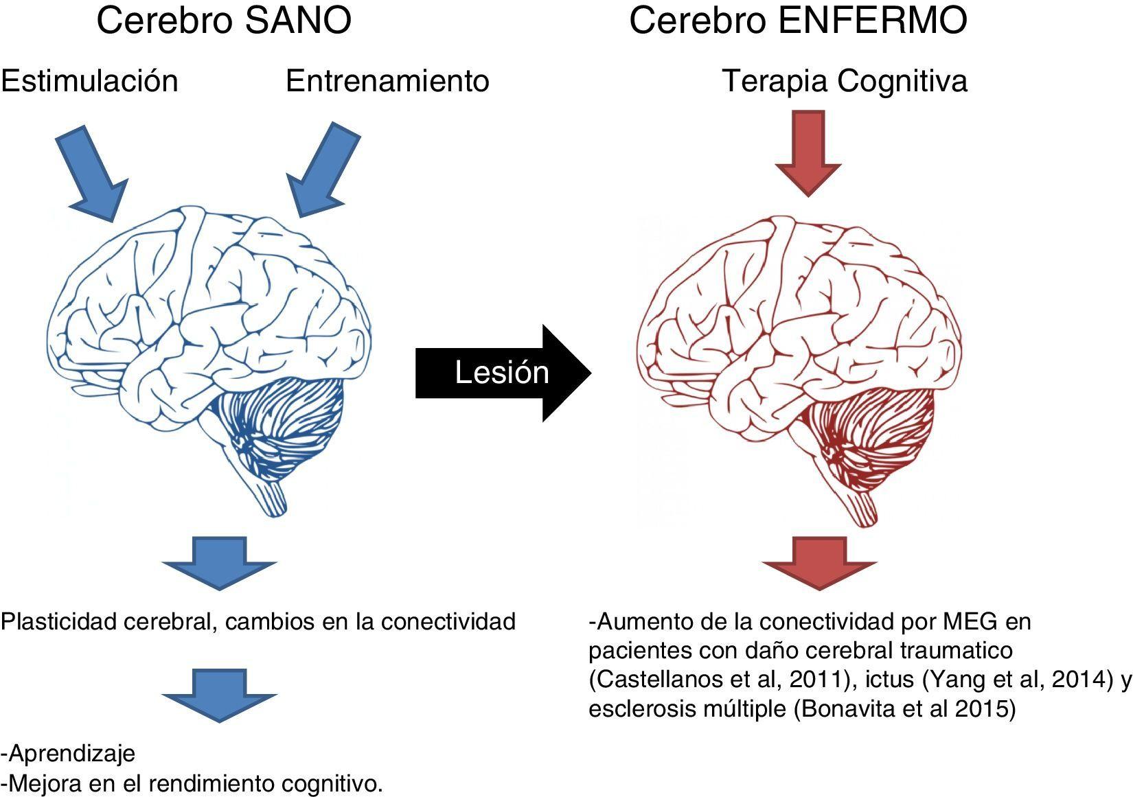 Interacción social y conectividad cerebral