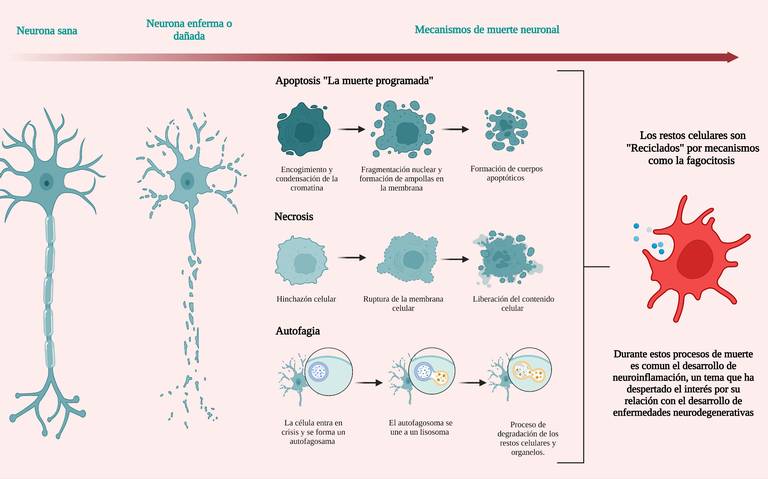 Neuronas en desarrollo y salud