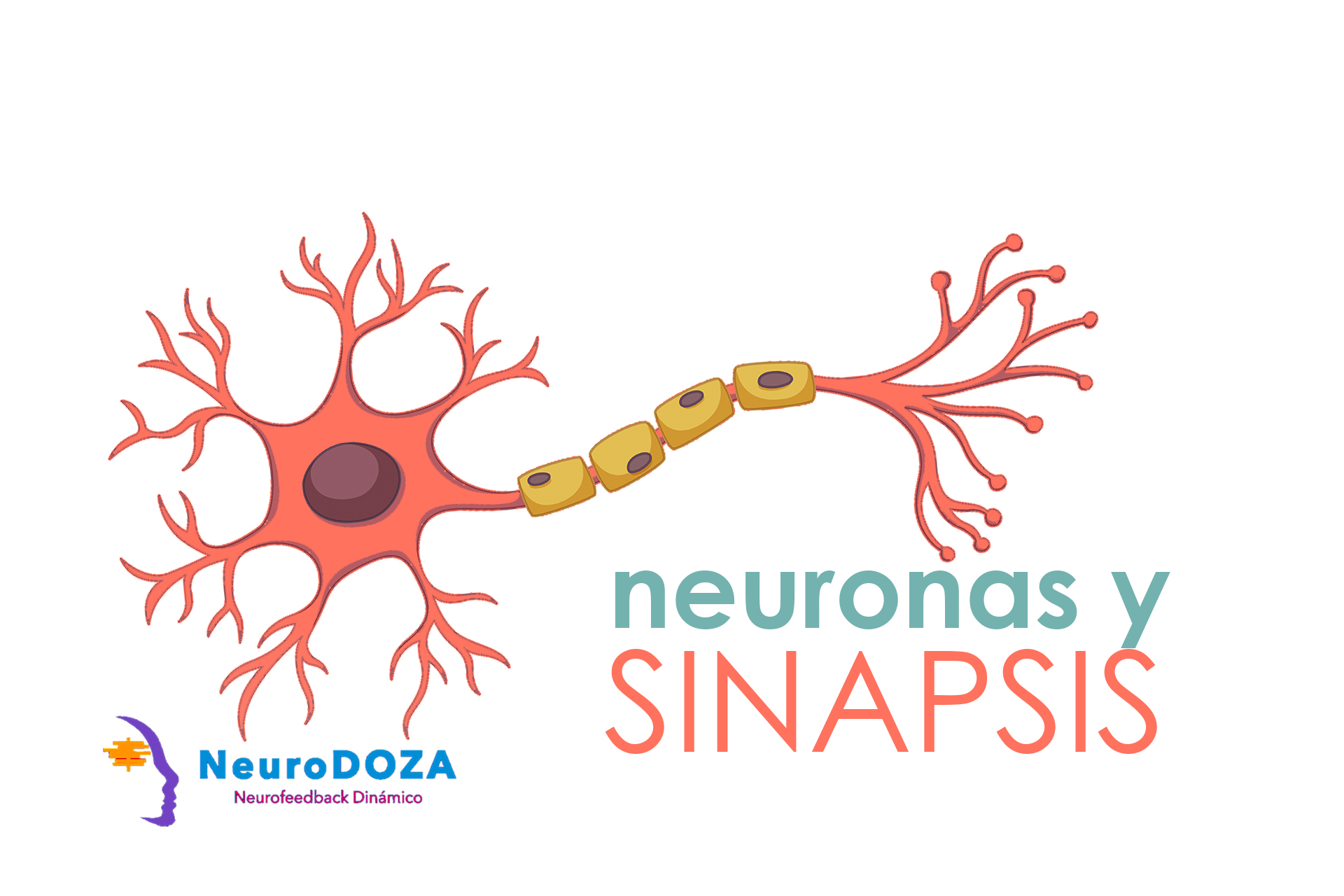 Neuronas y sinapsis