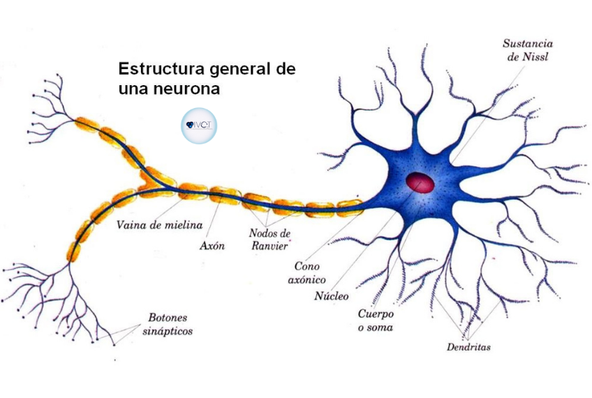 Mielinización del sistema nervioso