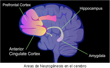 Cerebro y neurogénesis