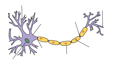 Neuronas y mielina