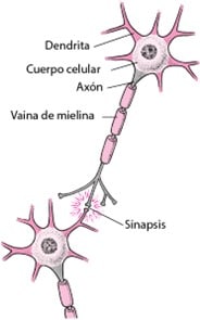 Neuronas en comunicación