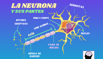 Células productoras de mielina