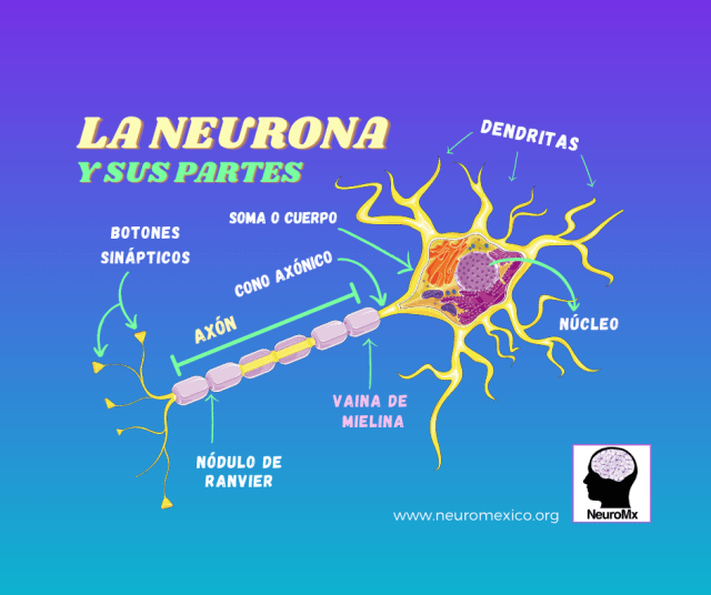 Neuronas y terminales axónicos