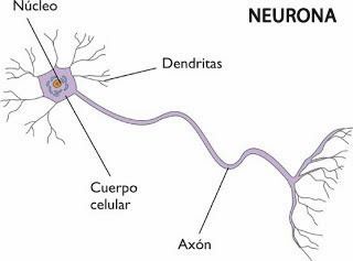 Secuencia de mielinización neuronal