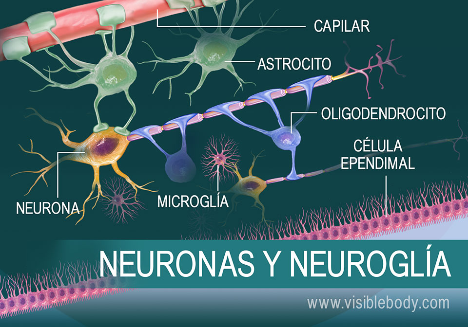 Neuronas y axones en interacción