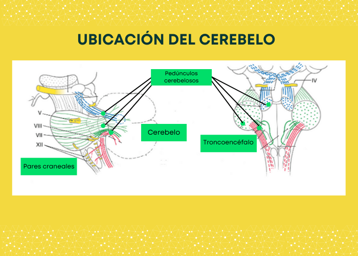 Conexiones sinápticas del cerebelo