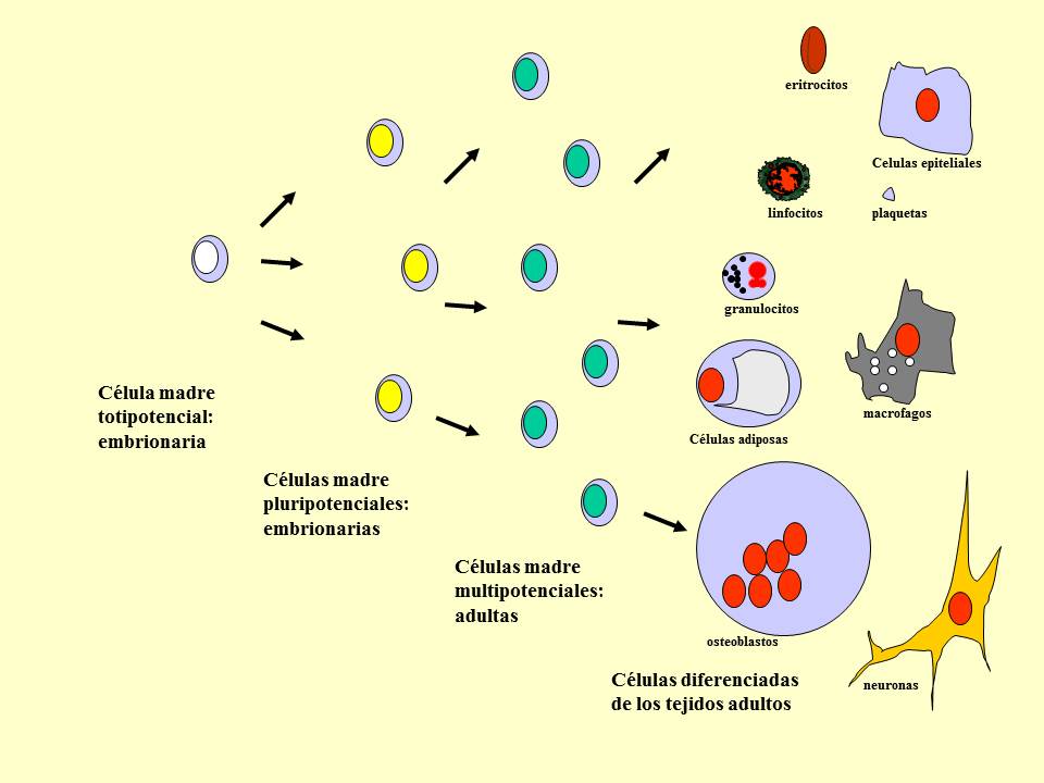 Células precursoras y diferenciación