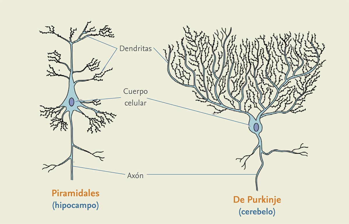 Neurona y estructura básica