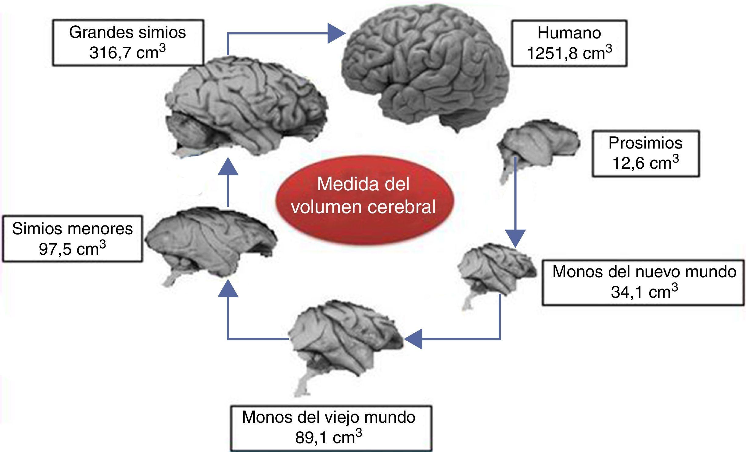 Gráfico comparativo tamaño neuronas y cerebro