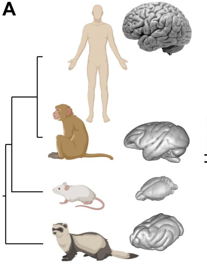 Neuronas en diferentes especies animales