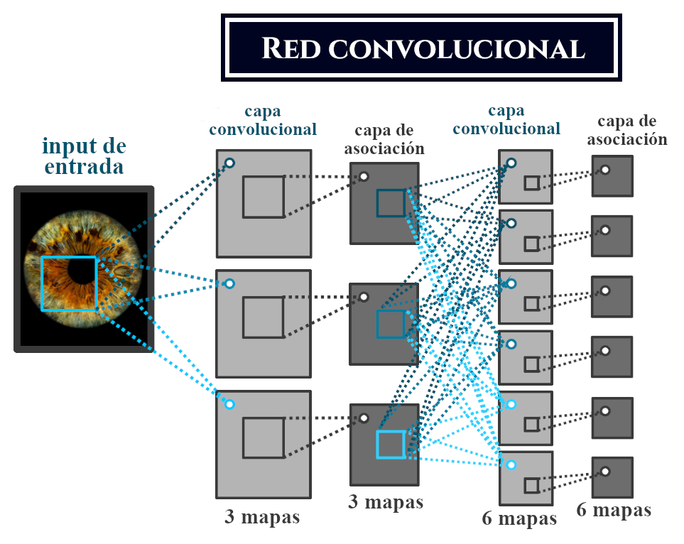 Gráficos de neuronas convolucionales