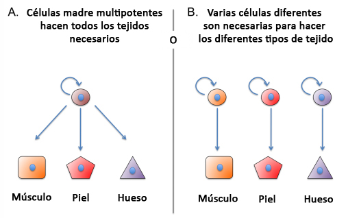 Células en proceso de regeneración