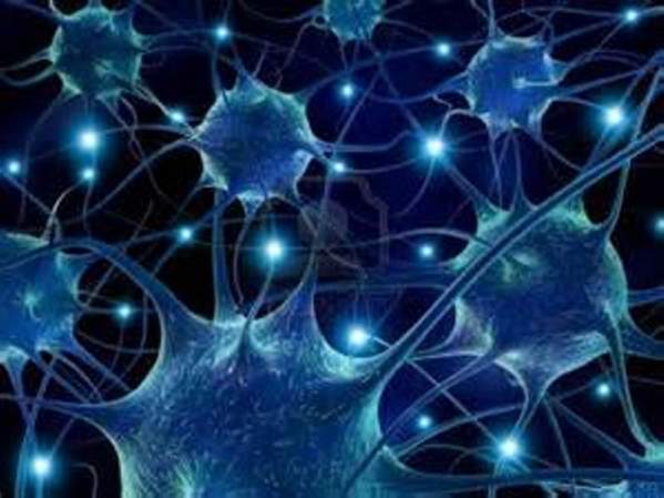 Neuronas en regeneración