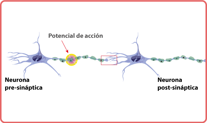 Neuronas en acción