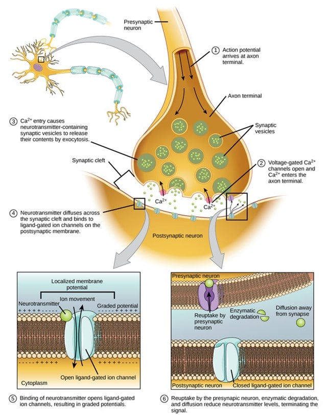 Neuronas y neurotransmisores en acción