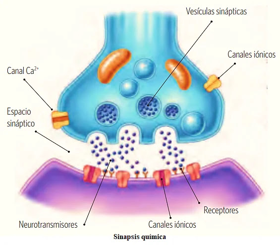 Neurotransmisores y sinapsis