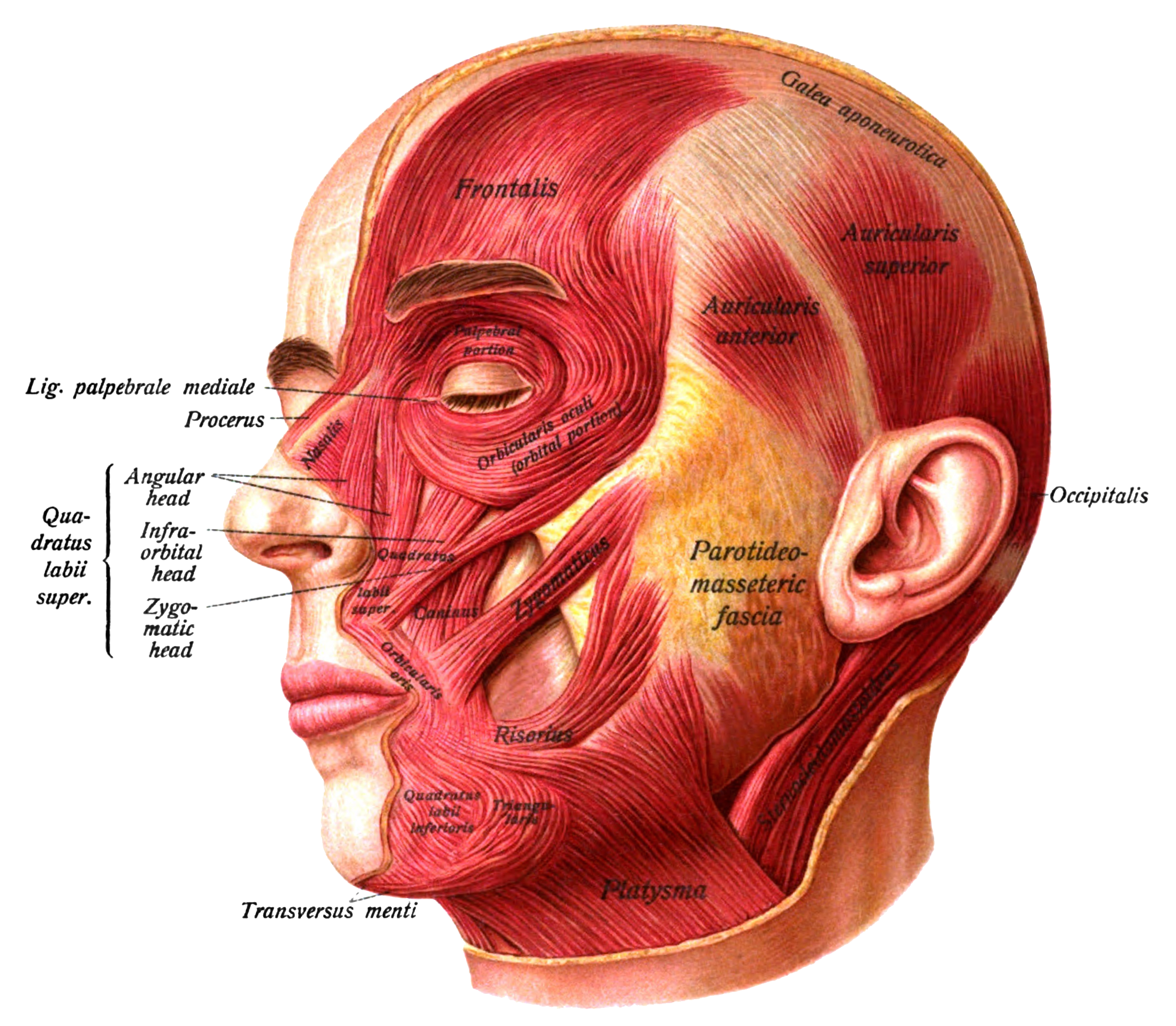 Rostro y otras áreas