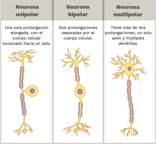 Diferentes tipos de neuronas