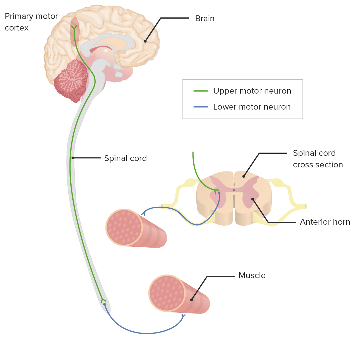 Neuronas motoras inferiores en acción