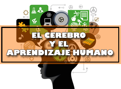 Cerebro en proceso de aprendizaje