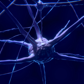 Neuronas en el cerebro adultos