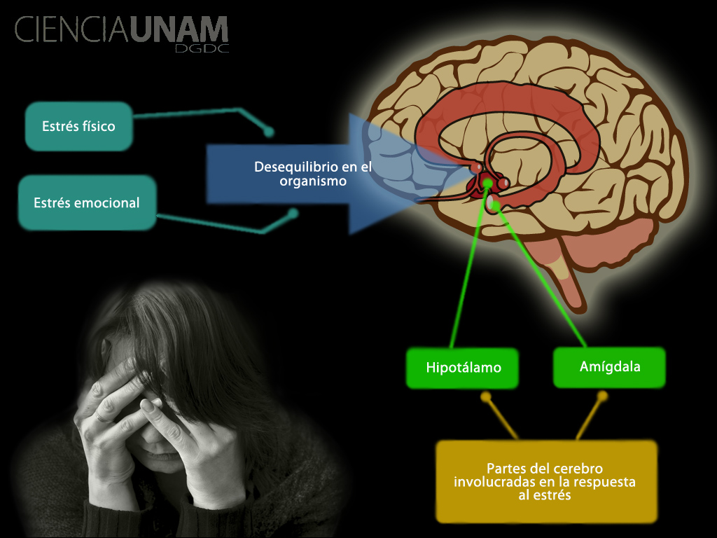 Cerebro y síntomas relacionados