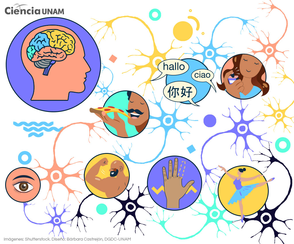 Neuronas e plasticidad cerebral